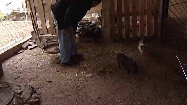 Поросята, волки и писец смотреть онлайн