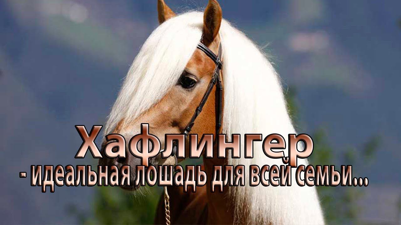 Хафлингер - идеальная лошадь для всей семьи * смотреть онлайн