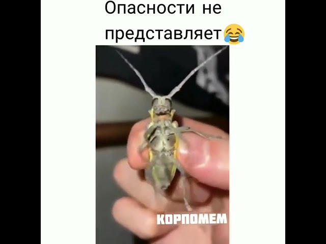 Жук усач Опасности не представляет. смотреть онлайн