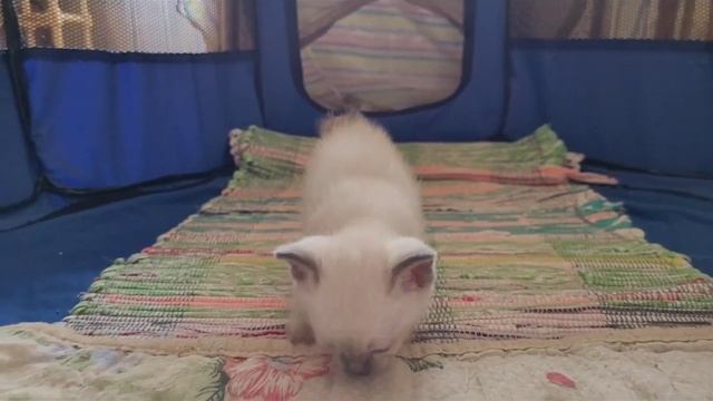 Из жизни малышей меконгского бобтейла смотреть онлайн