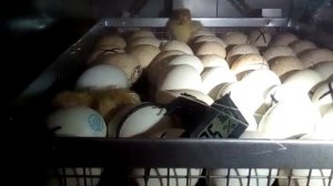 Вывод мулардов в инкубаторе. Итоги. Свой режим инкубации