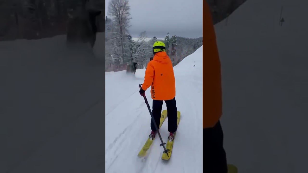 Бросить все и - на курорт! Из нацпарка сбежал бычок и протестировал горнолыжную трассу #shorts смотреть онлайн