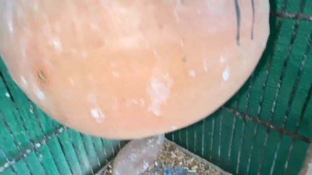 Fawn Java Birds Breeding Setup 99% Breeding Result смотреть онлайн