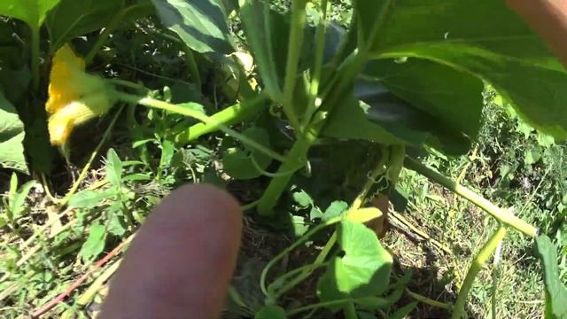 КАК ВЫРАСТИТЬ ОГРОМНУЮ ТЫКВУ смотреть онлайн