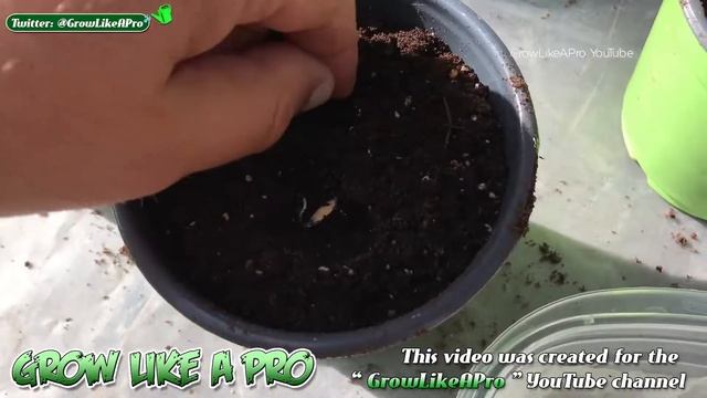 Cantaloupe Seed Germination using Fresh Costco Seeds Part 1 смотреть онлайн