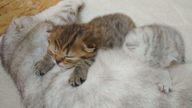 Котята и мама кошка спят это так мило Кошачье мурлыканье смотреть онлайн
