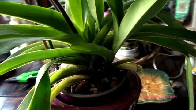 Paphiopedilum American Hybrid Home Bloom. смотреть онлайн