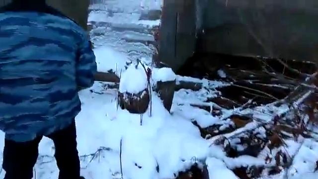 Гибнет рыба в канале новосибирского Шлюза