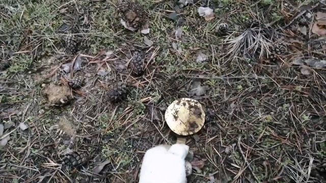 На что клюют ....грибы!? : )