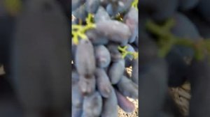 Виноград Яся кишмыш 2020 г.