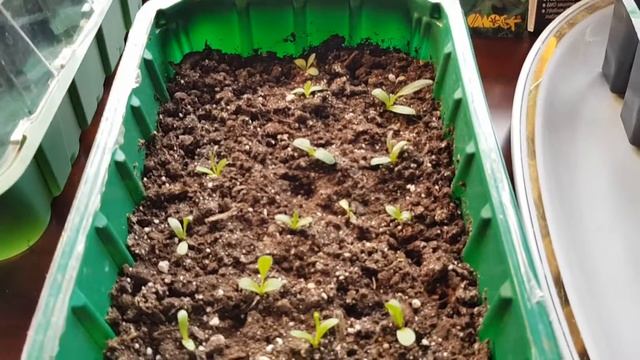 Гайлардия примавера смотреть онлайн