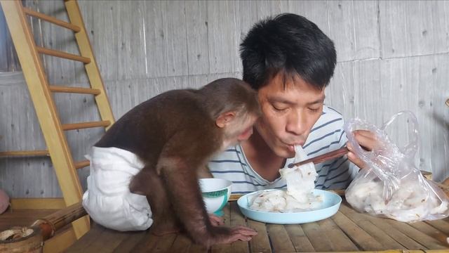 Toling monkey hungry looking for food from his father - Monkey Farmer смотреть онлайн