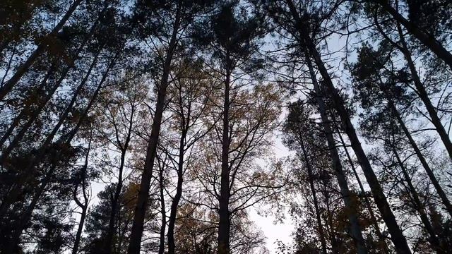 Чешуйчатка золотистая или королевские опята пробуем на вкус ! Грибы в октябре ! Грибы 2019 !