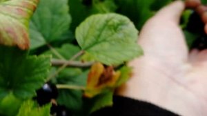 Чёрная смородина "Пигмей"