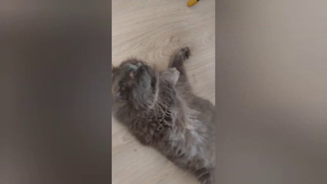 Кот спит 😀 смотреть онлайн