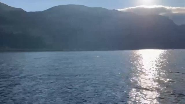 Охота ДЕЛЬФИНОВ в открытом черном море. Как питаются и охотятся дельфины берег Севастополя в Крыму. смотреть онлайн