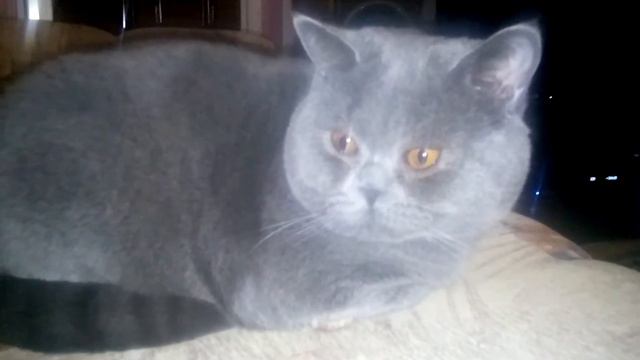 Британец зевает смотреть онлайн