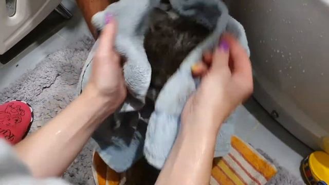 КАК ПРАВИЛЬНО ПОМЫТЬ КОТА? // 7 советов, которые помогут вам искупать кота // Моем британского кота смотреть онлайн