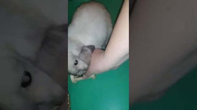 Карликовый вислоухий кролик MINI LOP(МИНИ ЛОП) , Моцарт, 3 месяца, с характером. смотреть онлайн