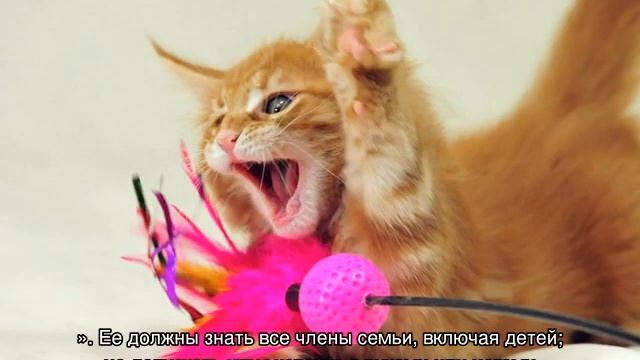 Как отучить котенка кусаться: причины такого поведения смотреть онлайн