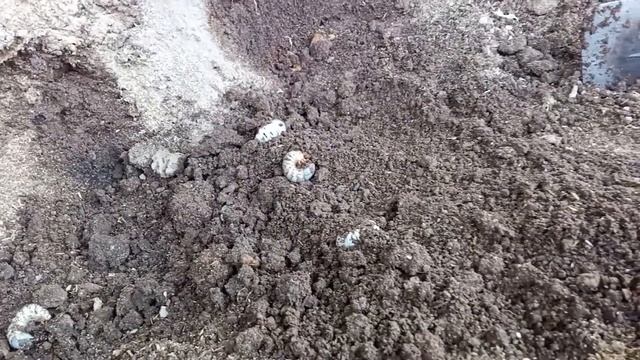 grub, worm смотреть онлайн