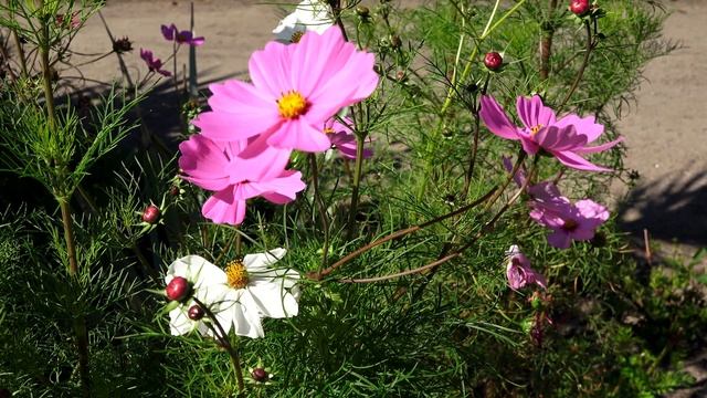 Melody For The Soul.mp4