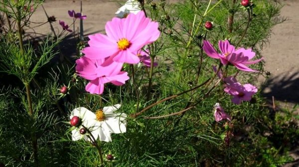 melody for the soul.mp4