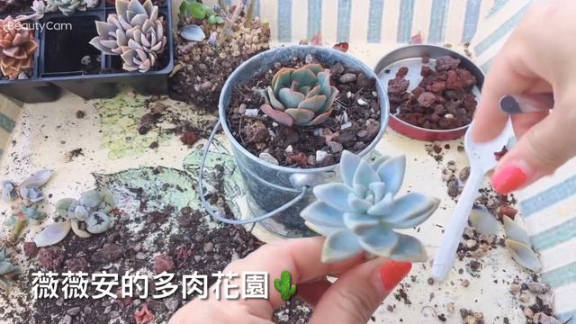 得了黑腐病的花盆该怎么处理？薇薇安的多肉花园🌵 смотреть онлайн