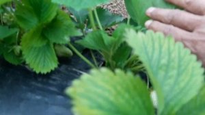 Клубника сорта клери, открытый грунт,  на  15. 04. 2019г