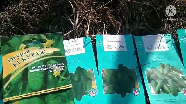 ?Сажаем огурцы в навозную гряду ? смотреть онлайн