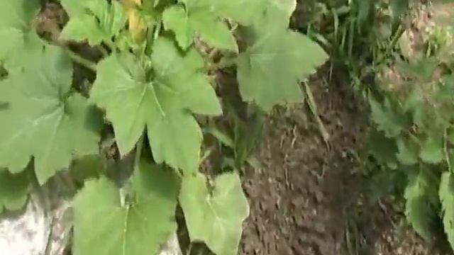 Groovy Gardening with Jigger Jack смотреть онлайн