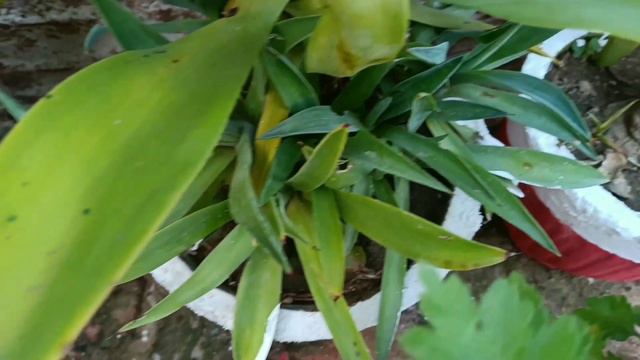 How to care Lotus Cactus, Century Plants,Agave Plants. Agave Plants A-Z Care and Propagation tips. смотреть онлайн