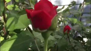 Роза «Восточный Экспресс»!
