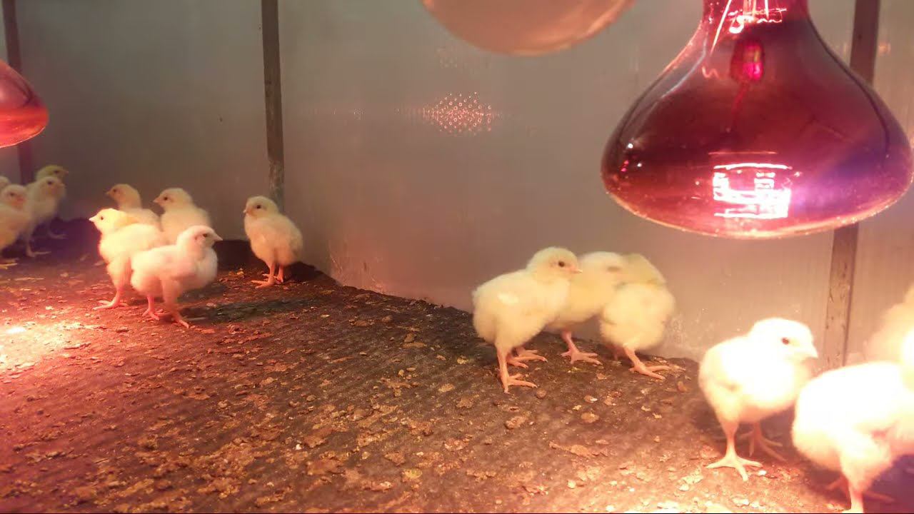 Кобб 500 Утренний эфир третьего дня Кормление цыплят Обновление подстилки смотреть онлайн