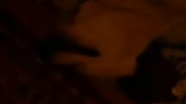 Голден ретривер спит. Скай Прайд Эдельвейс.Щенок. mp4 смотреть онлайн