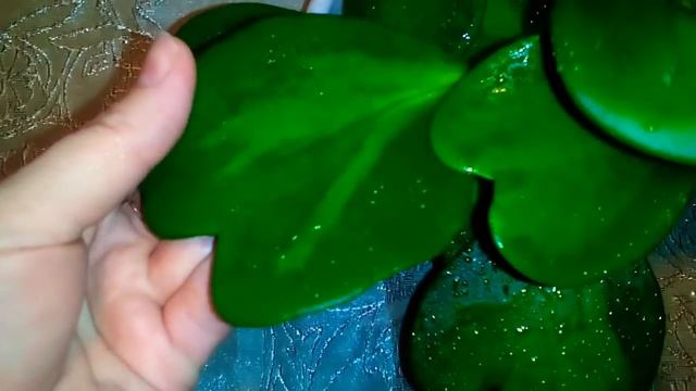 Хойи показ моей коллекции смотреть онлайн