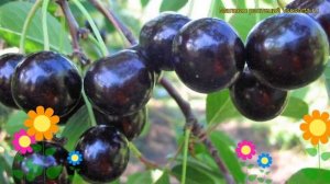 Черешня Россошанская Черная. Краткий обзор, описание характеристик, где купить саженцы