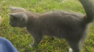 Звуки маленьких котят, мяуканье котят / Звуки как мяукают котята!