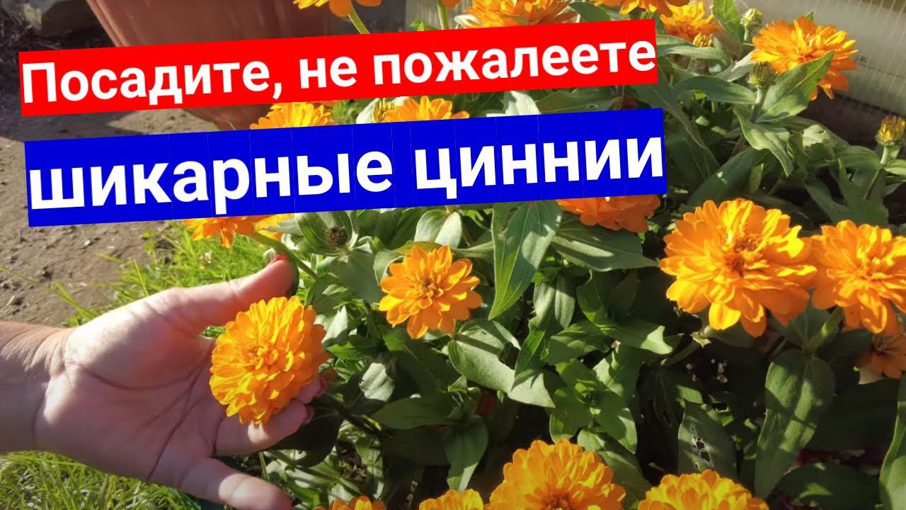 Сделали цветник из мариландских низкорослых махровых цинний: шикарные кусты при простом уходе