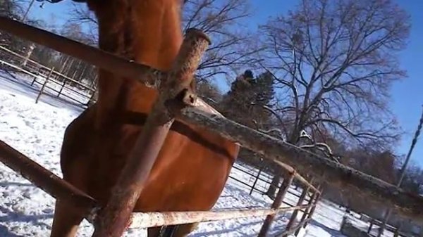 Red horse eats apples | лошадка кушает яблоки