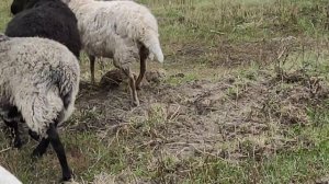 ОПРЕДЕЛЯЕМ БЕРЕМЕННОСТЬ ОВЦЫ