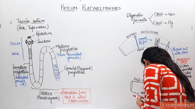 #10- Platyhelminthes (part-2) | Life cycle of Platyhelminthes | Animal Kingdom | NEET |Class 11 смотреть онлайн