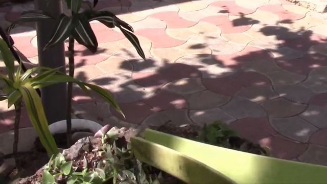 КАЛЛИЗИЯ МЕЛКОЛИСТНАЯ - РАСТЕНИЕ ДЛЯ НОВИЧКОВ! смотреть онлайн