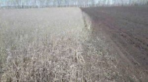 Как посеять медоносные травы. Сев фацелии, донника, синяка. 2020 год