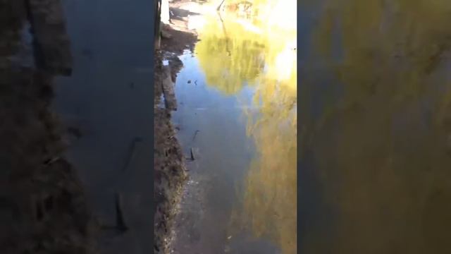 Рышканы Молдова наша примария не фига не делает смотреть онлайн