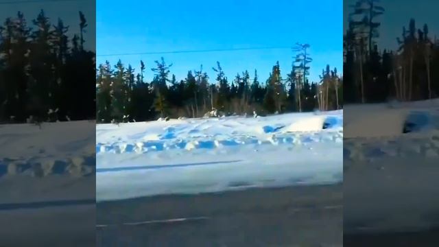 Огромные волки бегут по трассе в Канаде ??