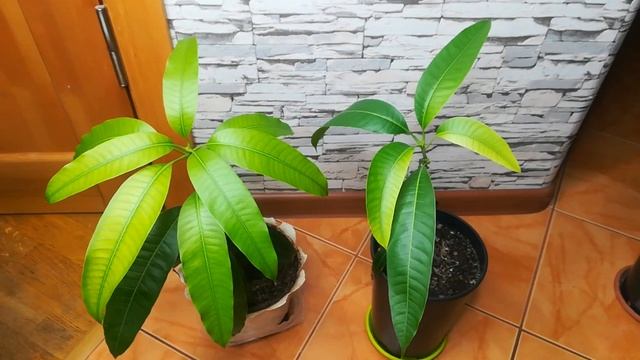 Прививки манго, май 2020 смотреть онлайн