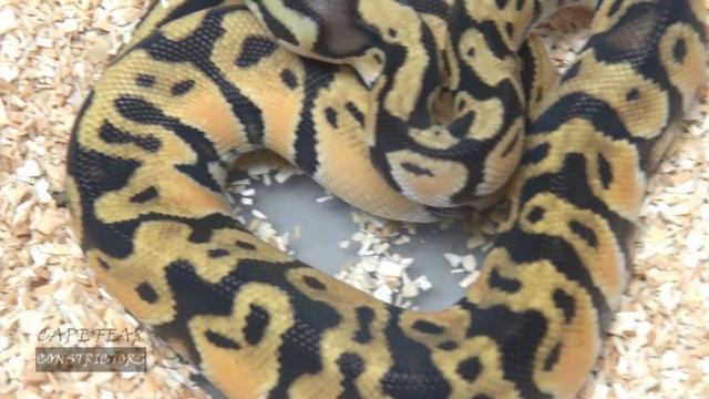 Cutting Ball Python Eggs - Orange Dream x Pastel смотреть онлайн