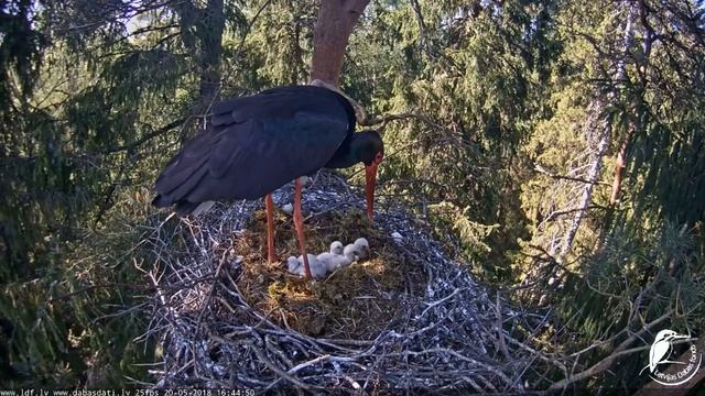 16: 43 Gaja baro. 2018.05.20 смотреть онлайн