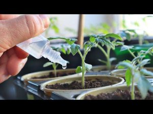 Рассада томатов + монофосфат калия = приземистые крепыши!  Покажу как правильно разводить препарат.